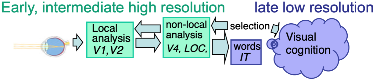 Fast temporal limits on visual perception may reflect early and mid-level stages in the cortical processing hierarchy, while the slow limits seem to reflect later processing stages, often involving attentional selection.