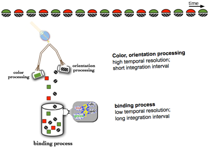 A rapidly alternating color-orientation pairing stimulus (top) is processed first by high temporal resolution feature processors, which independently determine the color and orientation. Subsequently the pairing of the two features is determined by a process that, because it is low temporal resolution, unfortunately 'sees' multiple colors and orientations simultaneously.